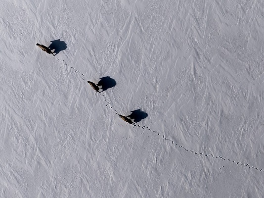 Himalayan Thar shadows in the snow, by Megaurab09.  Courtesy of Wikimedia Commons. Click to enlarge.