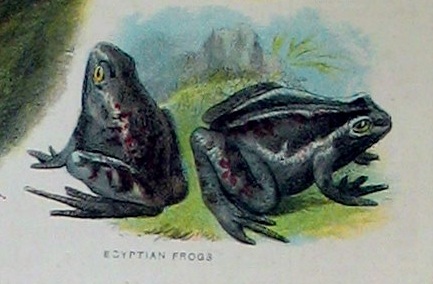 Egytian Frogs. See below for provenance.