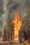 Fire can destroy or purify.